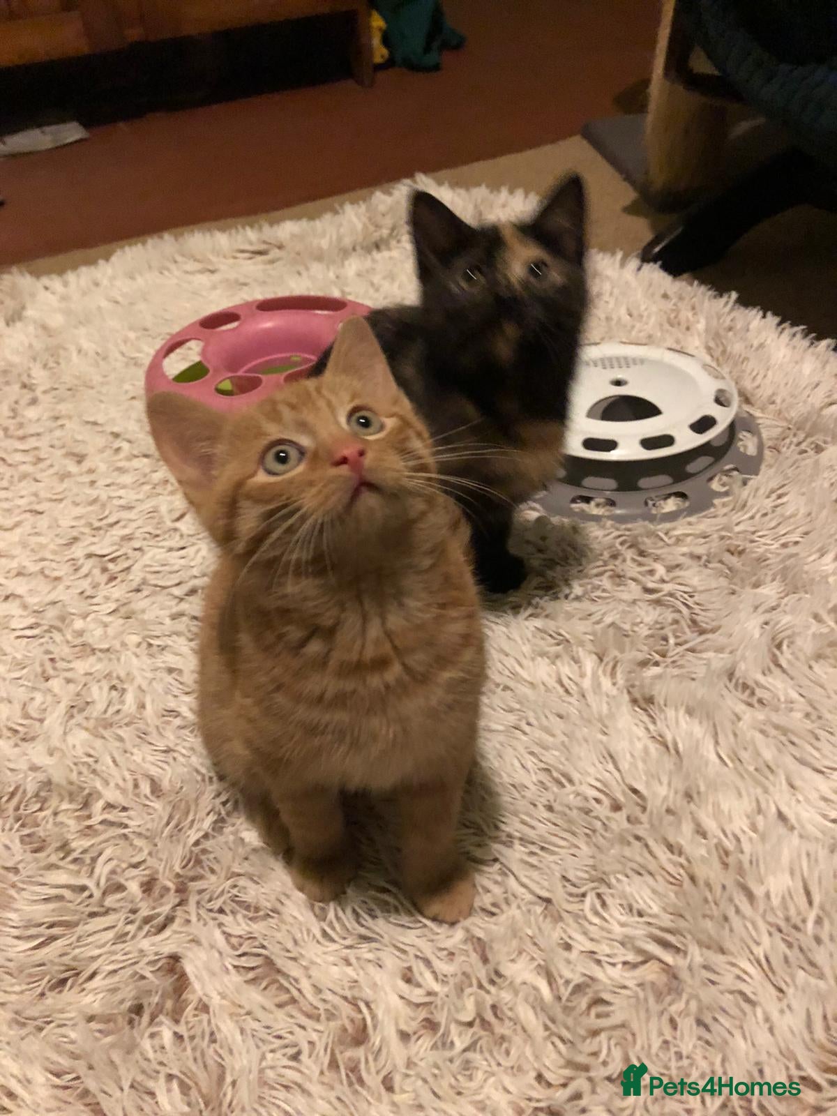 Mixed Breed cats 3 beautiful kittens looking for loving homes - Advert 1