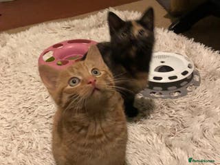 Mixed Breed cats 3 beautiful kittens looking for loving homes - Advert 4