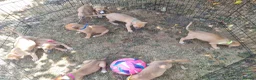 Lurcher dogs for sale: Lurcher pups  in Sturminster Newton - Advert 8