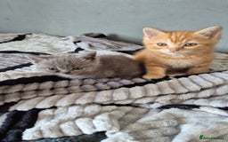 Persian cats for sale: Beautiful persian kittens  - Image 7