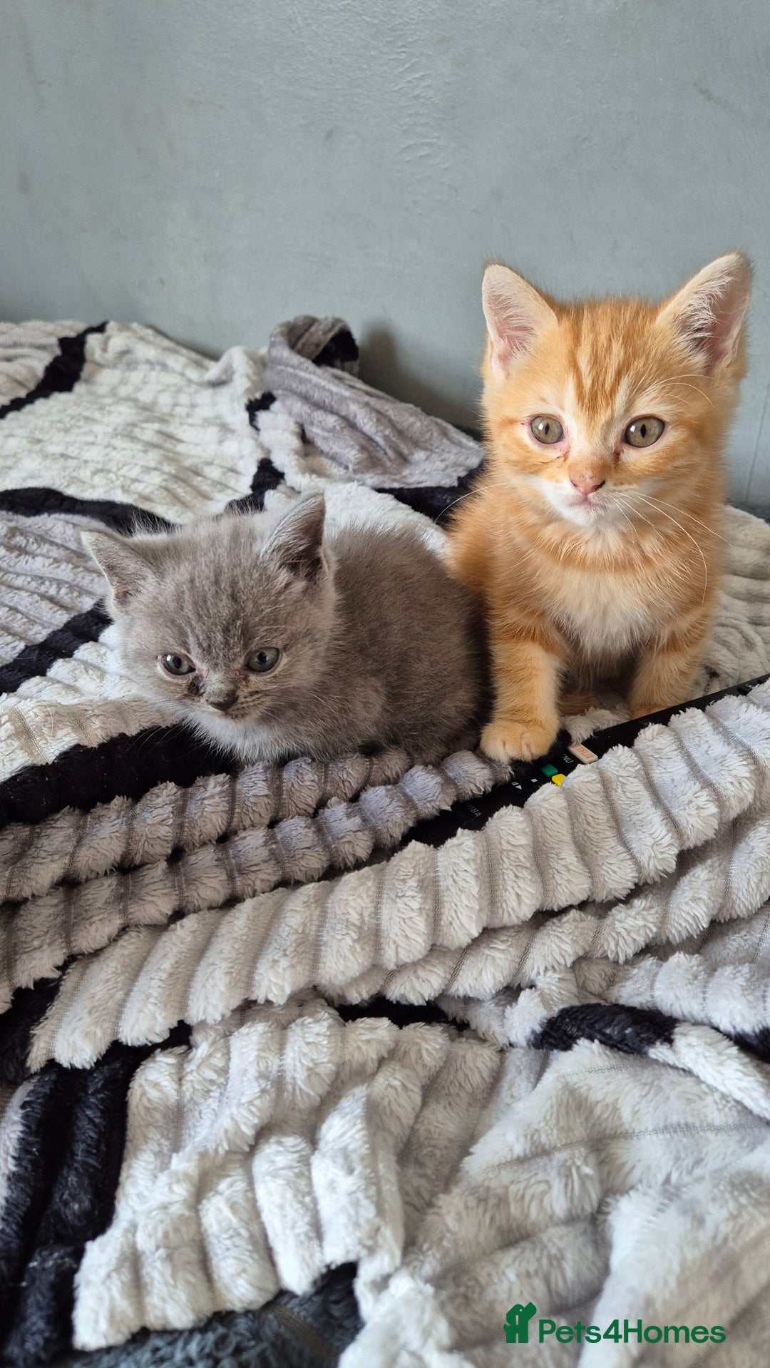 Persian cats for sale: Beautiful persian kittens  - Image 7
