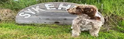 Italian Spinone dogs for sale: Italian Spinone Puppies - Advert 3