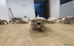 Double Doodle dogs for sale: Double doodles born 24/07/25 1 boy & 4 girls left - Image 31