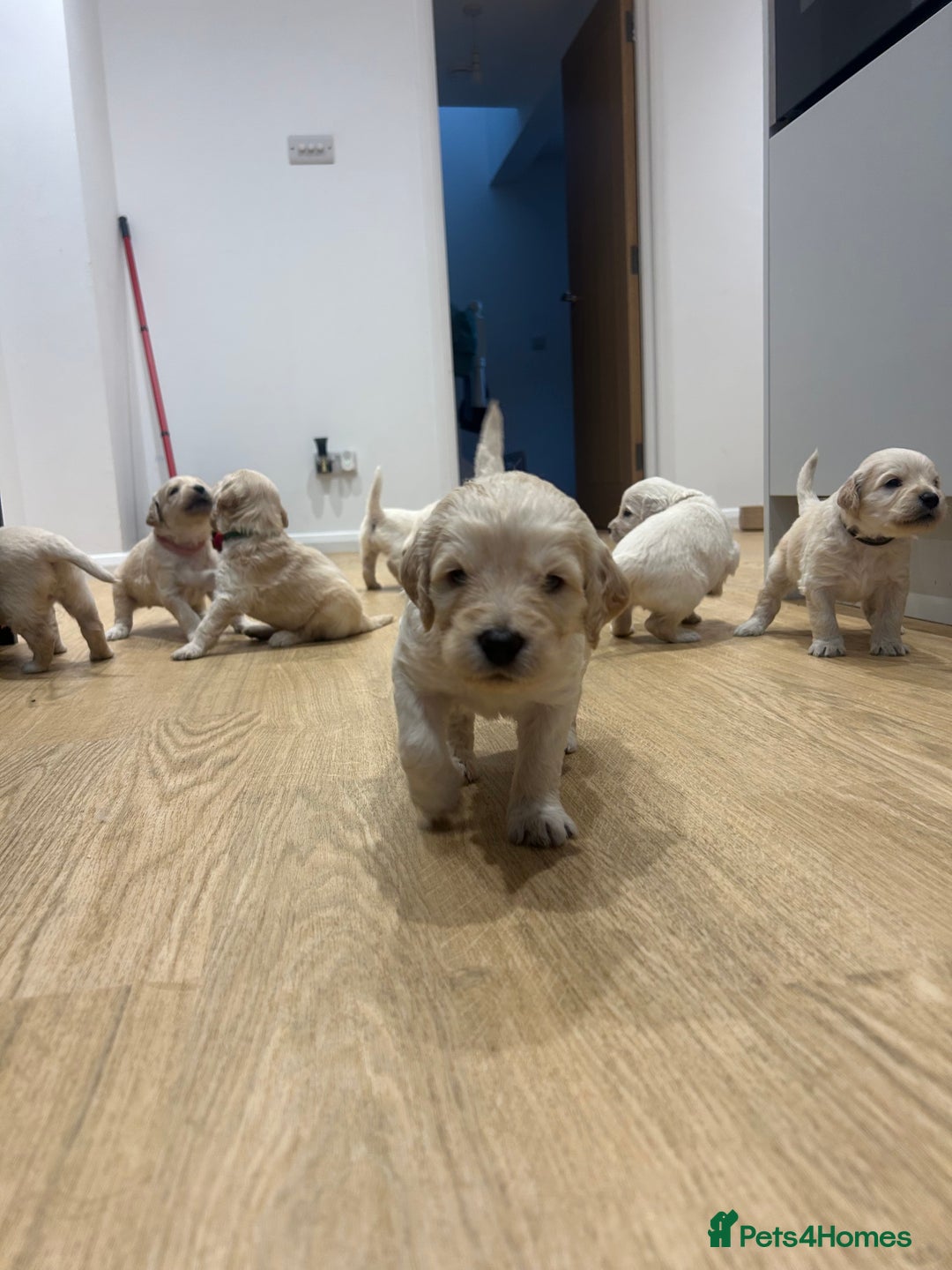 Double Doodle dogs for sale: Double doodles born 24/07/25 1 boy & 4 girls left - Image 31