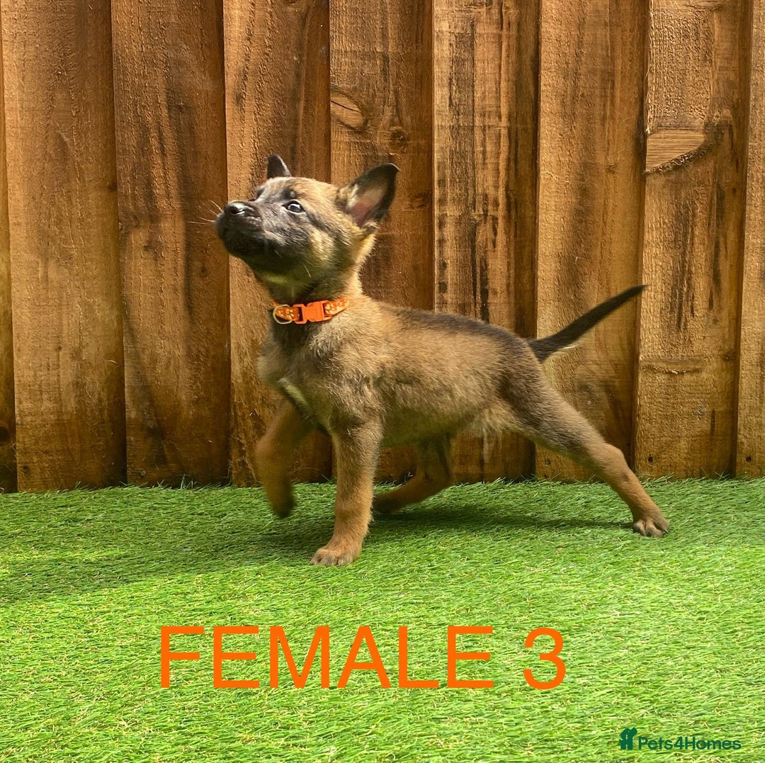 Belgian Shepherd Dog dogs for sale: Beautiful Belgium Malinois pups for sale  - Image 6