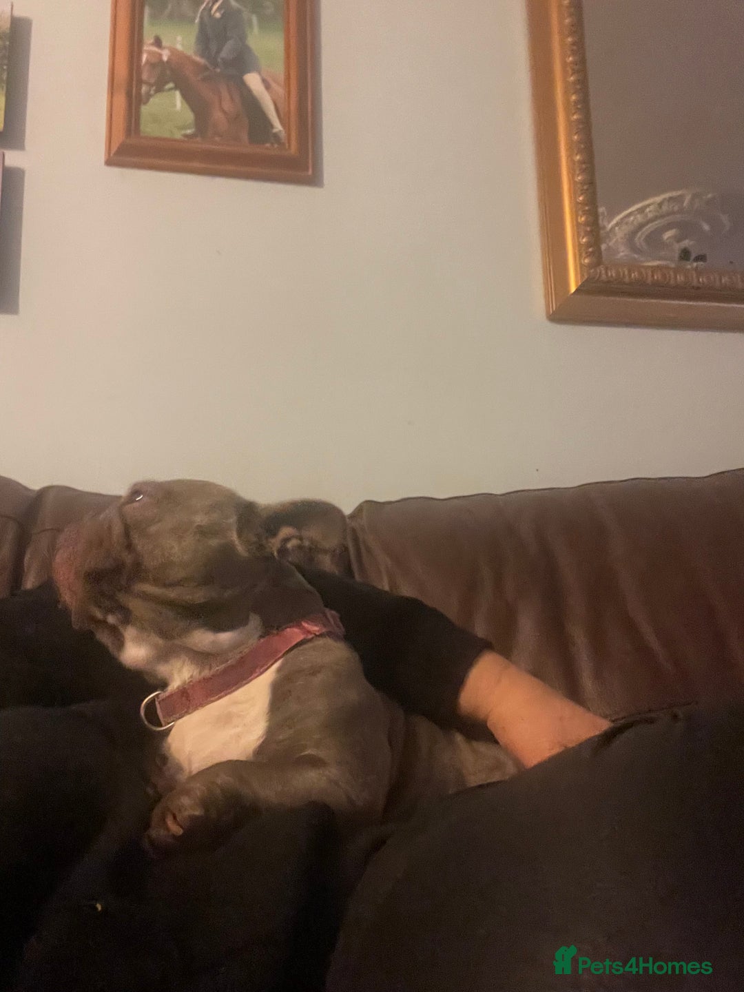 French Bulldog dogs for sale: Frenchie female - Advert 18