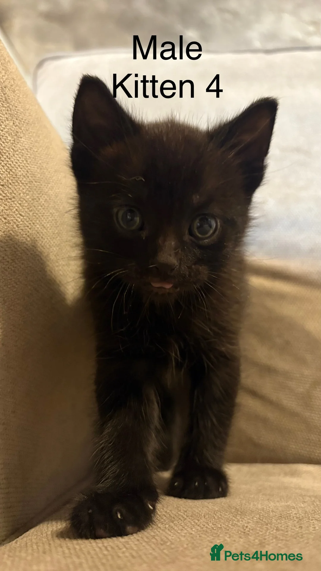 Mixed Breed cats for sale: 4 boys mum is a Bengal cross  - Advert 3