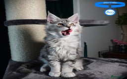 Maine Coon cats for sale: STUNNING XL PEDIGREE MAINE COON KITTENS - Image 16
