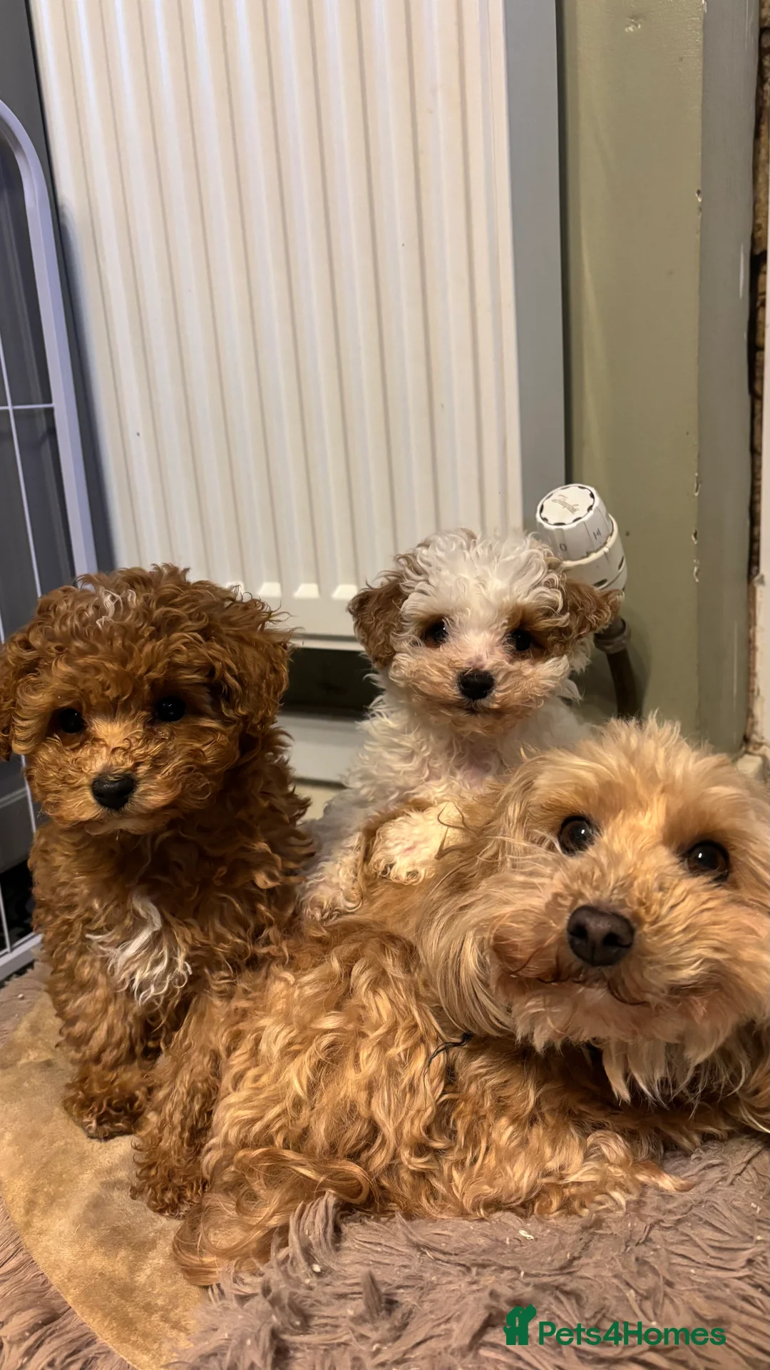 Maltipoo dogs for sale: 2 Maltipoo puppies looking for forever homes - Advert 1