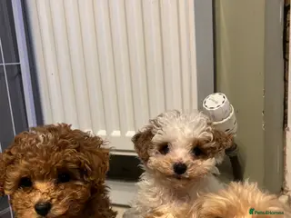 Maltipoo dogs 2 Maltipoo puppies looking for forever homes - Advert 8