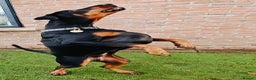 Dobermann dogs for sale: A Stunning strong KC Reg Black & Tan Doberman - Advert 2