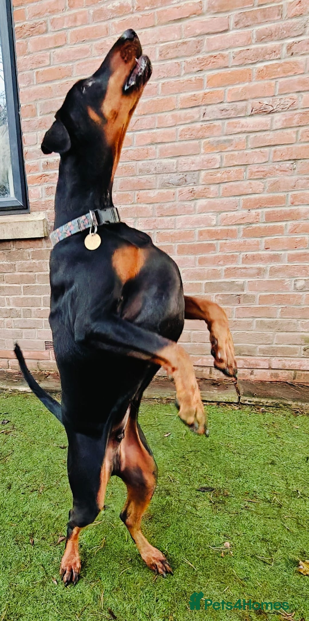 Dobermann dogs for sale: A Stunning strong KC Reg Black & Tan Doberman - Advert 2