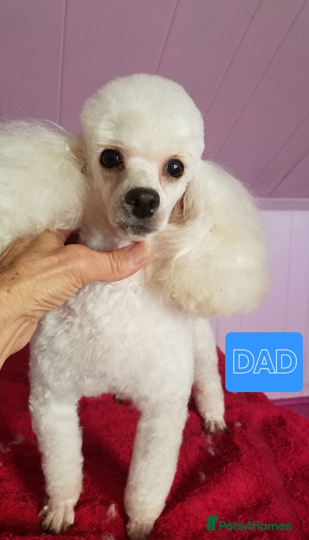 Cavapoo dogs for sale: Stunning health tested cavapoo puppies - Advert 2