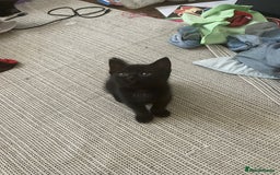 Domestic Shorthair cats for sale: 3 kittens for sale  - Image 3