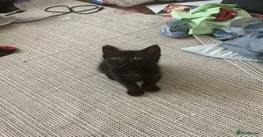 Domestic Shorthair cats - Advert 6