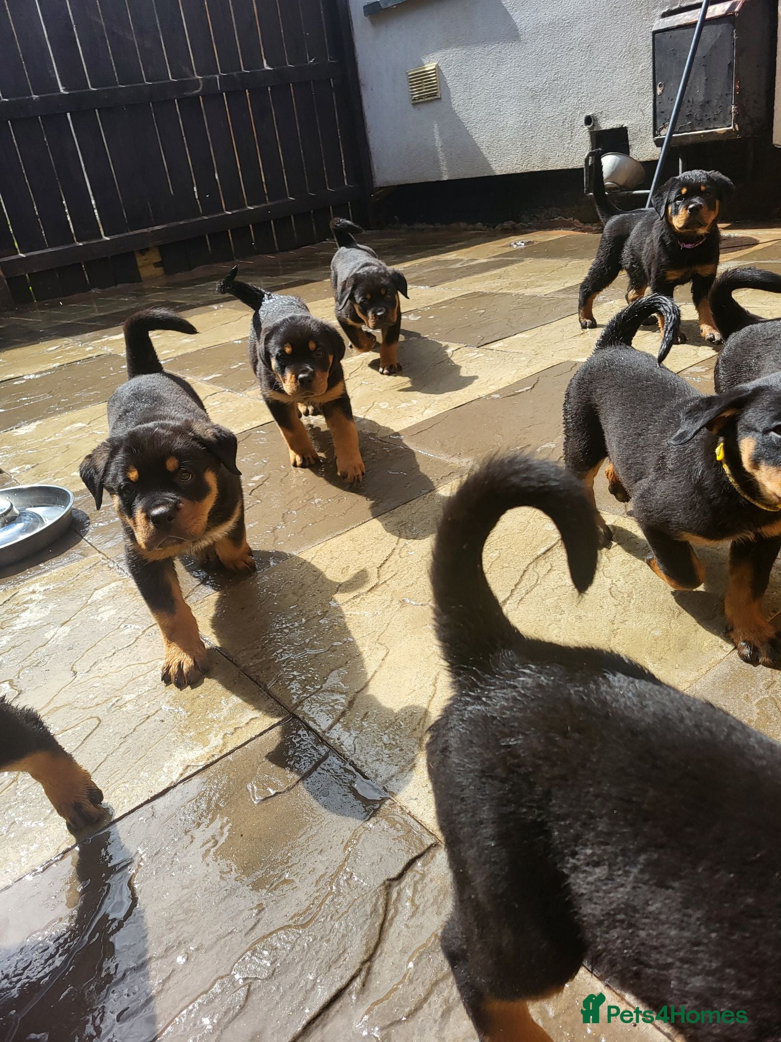 Rottweiler dogs Rottweiler pupps for sale  - Advert 1