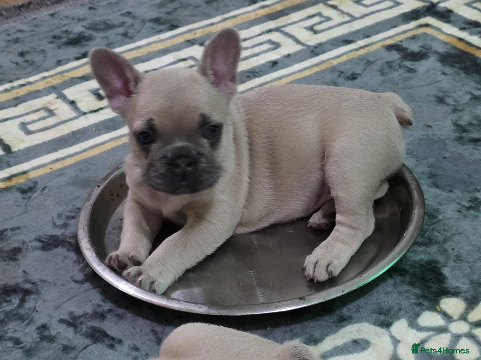 French Bulldog dogs Beautiful blue french bulldogs puppies  - Advert 11