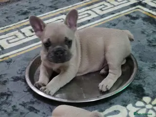 French Bulldog dogs Beautiful blue french bulldogs puppies - Advert 11