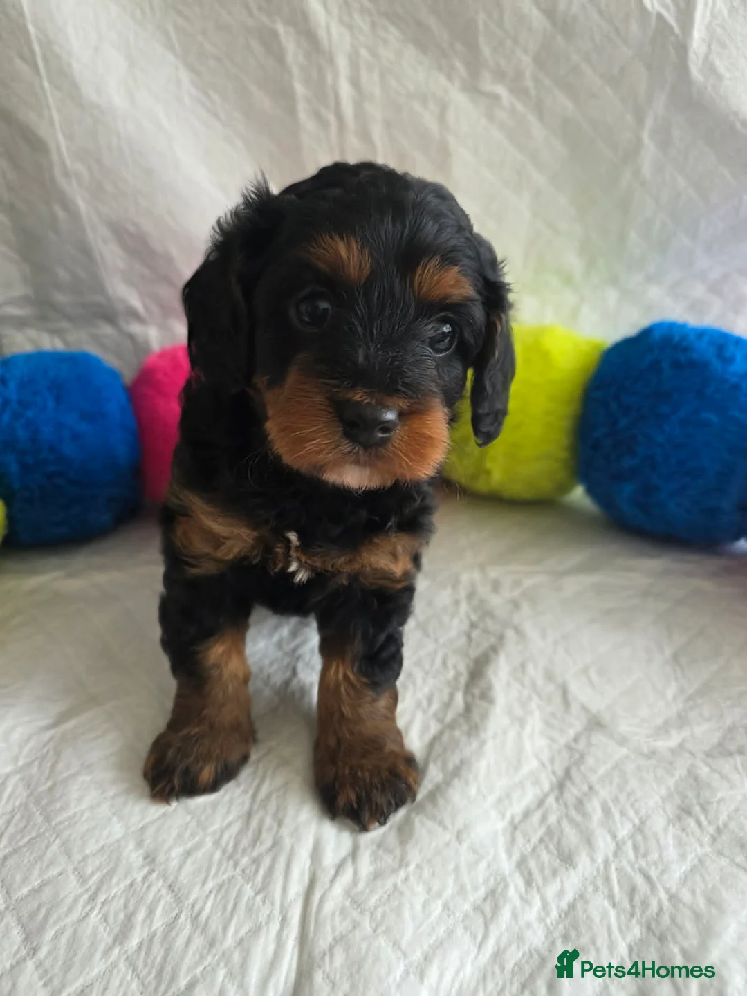 Cavapoo dogs for sale: ⭐💗Beautiful Cavapoo Girl💗⭐ - Advert 1