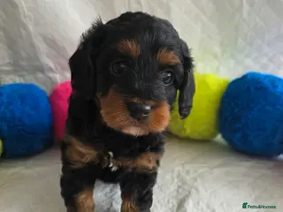 Cavapoo dogs ⭐💗Beautiful Cavapoo Girl💗⭐ - Advert 1