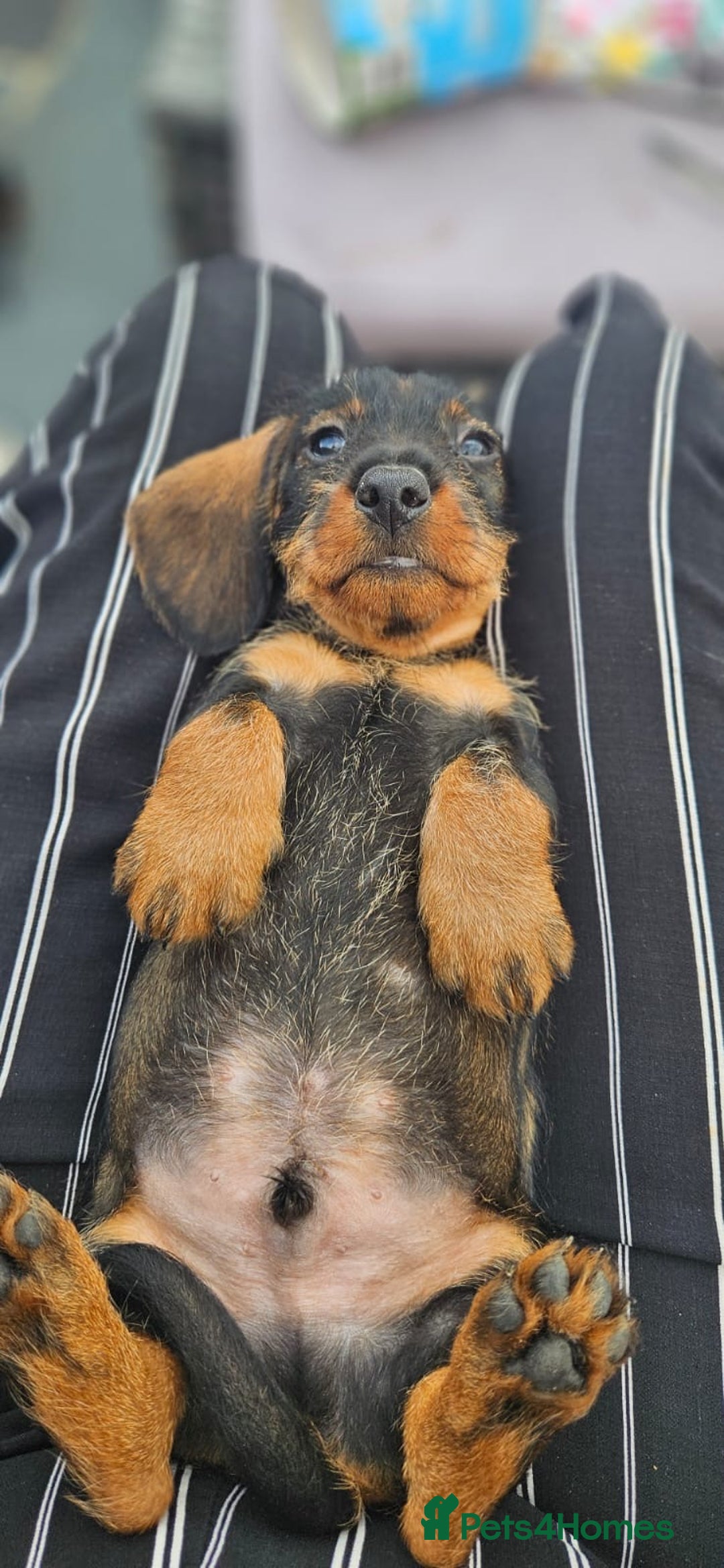 Dachshund dogs for sale: KC Register Standard Wirehaired Dachshund Puppies in Lincoln - Image 33