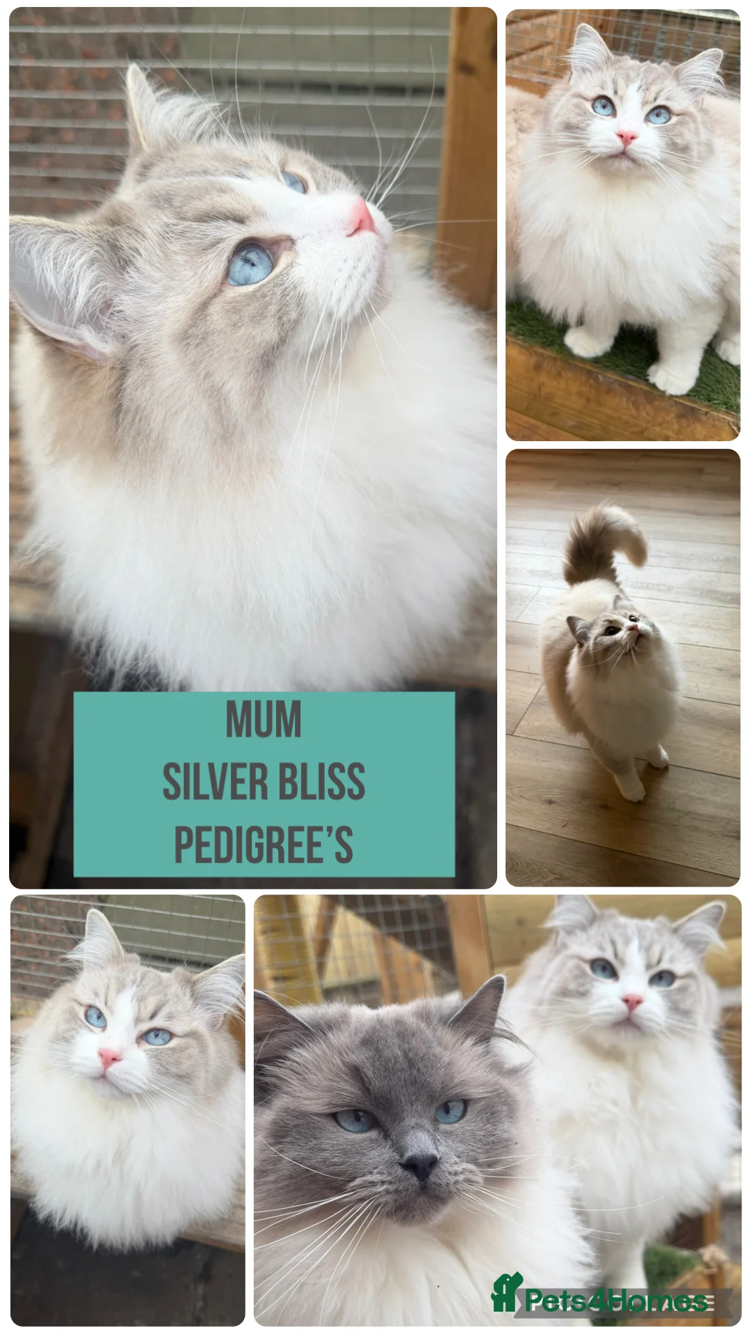 Ragdoll cats for sale: 🌸Extensively health tested Tica Ragdoll kittens🌸 - Advert 4