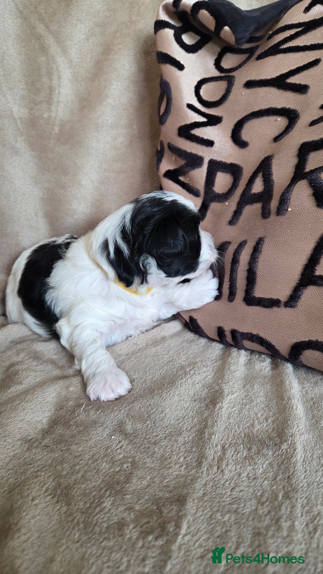 Biewer Terrier dogs for sale: Biewer Yorkshire Terrier  - Image 16