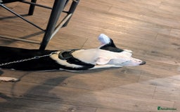 Mixed Breed dogs for sale: Max - Boxer/Collie Cross - Advert 4