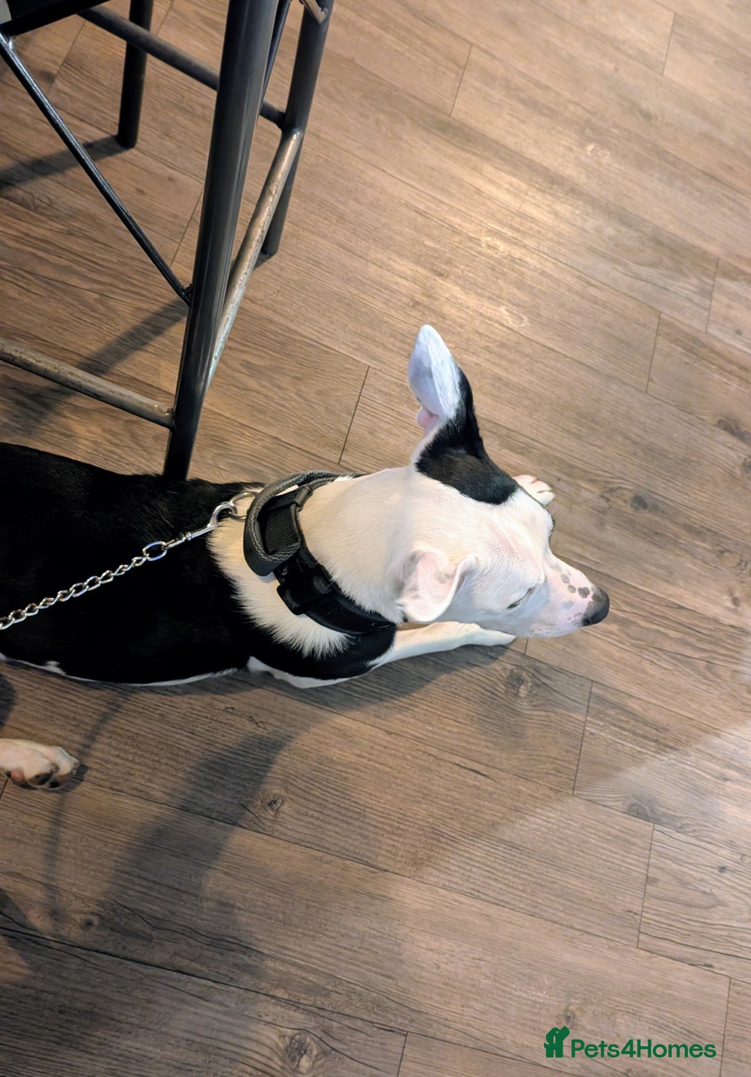 Mixed Breed dogs for sale: Max - Boxer/Collie Cross - Advert 4