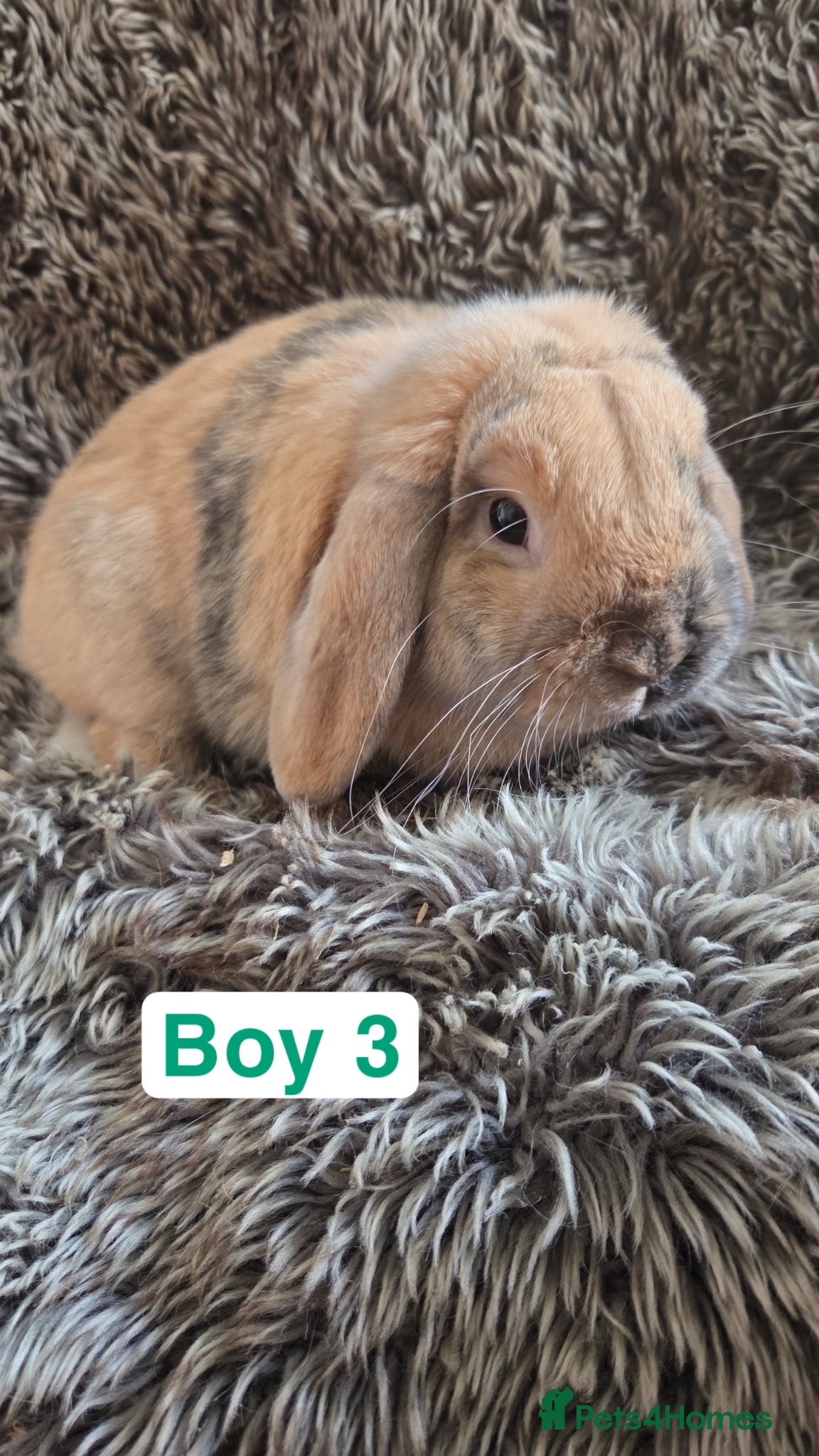 Mini Lop rabbits Mini Lops - Stunning Colours 🧡 - Advert 2