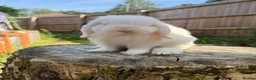 Mini Lop rabbits for sale: Mini lops available  in Ferndown - Advert 9