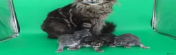 Maine Coon cats for sale: Tica beautiful Maine Coon kittens  - Advert 14