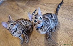 Bengal cats for sale: Last one😍Pure Bengal kittens❤️Ready to go😍 - Image 13