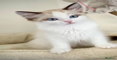 Ragdoll cats - Advert 15
