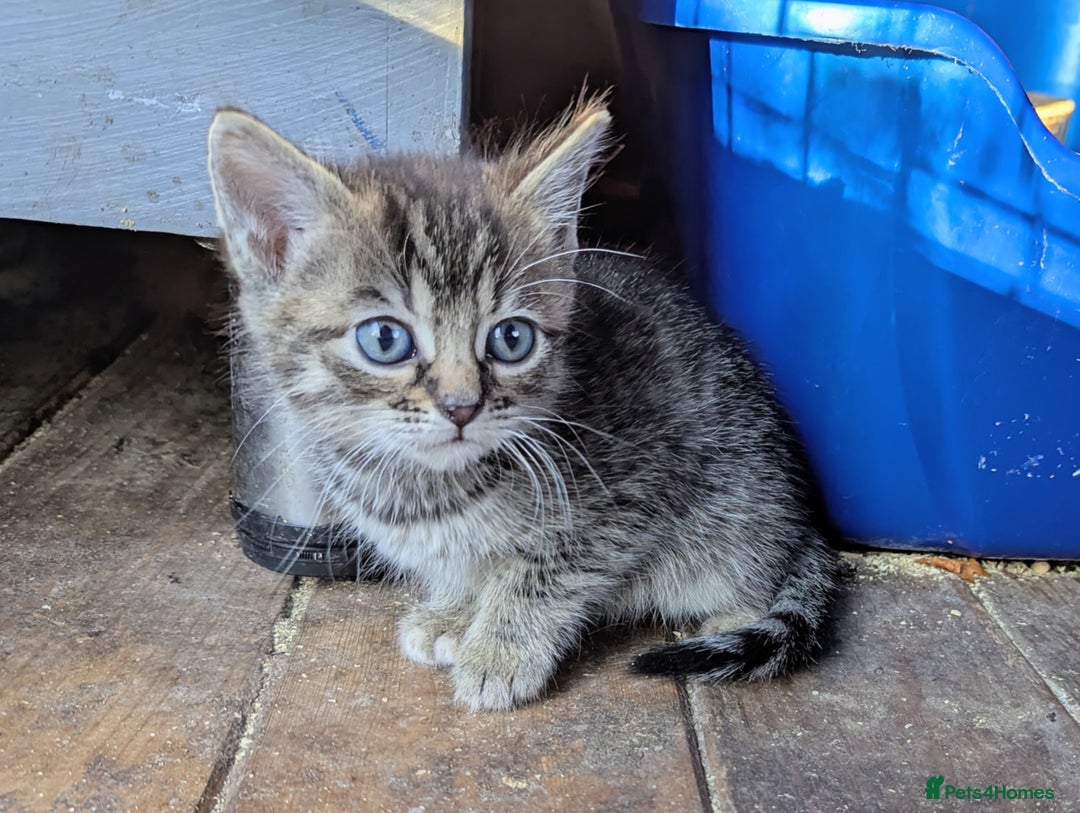 Domestic Shorthair cats for sale: Gorgeous 1/2 Bengals kittens - Image 13