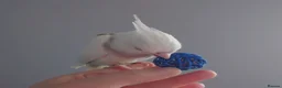 Cockatiels birds for sale: Hand reared silly tame DNA sexed baby cockatiels  - Advert 12