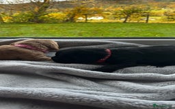 Cocker Spaniel dogs for sale: ✨ Cuddles Await from our Cocker Spaniel Pups  - Image 10