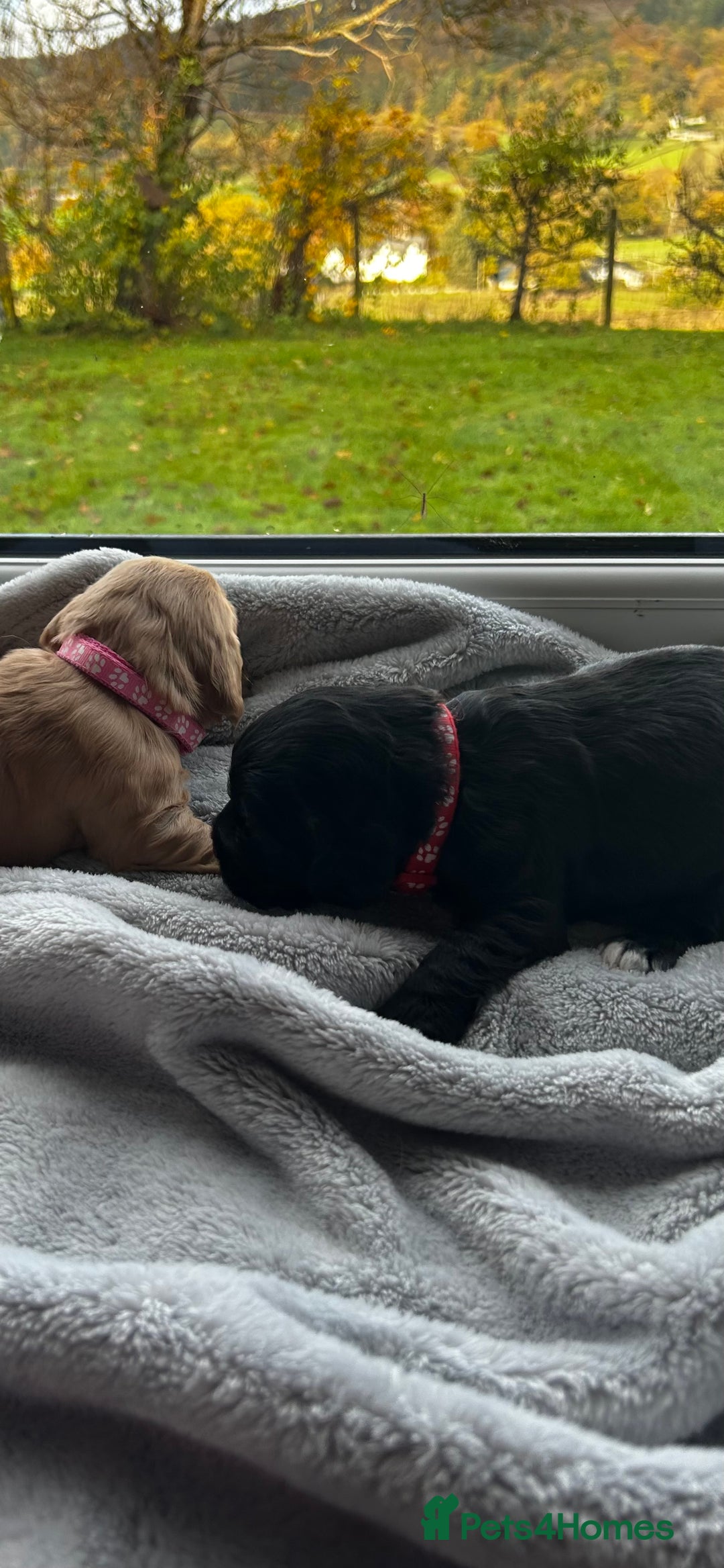 Cocker Spaniel dogs for sale: ✨ Cuddles Await from our Cocker Spaniel Pups  - Image 10
