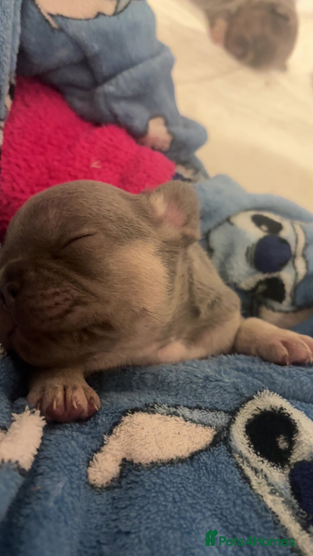 French Bulldog dogs for sale: Beautiful fluffy/carrier French's   - Advert 5