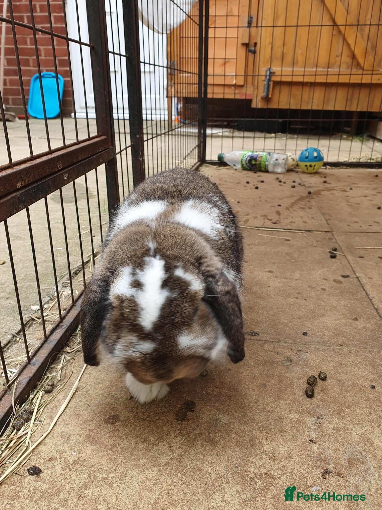 Mini Lop rabbits for sale: Spayed/neutered rabbits for adoption Vac rhd2 - Advert 2