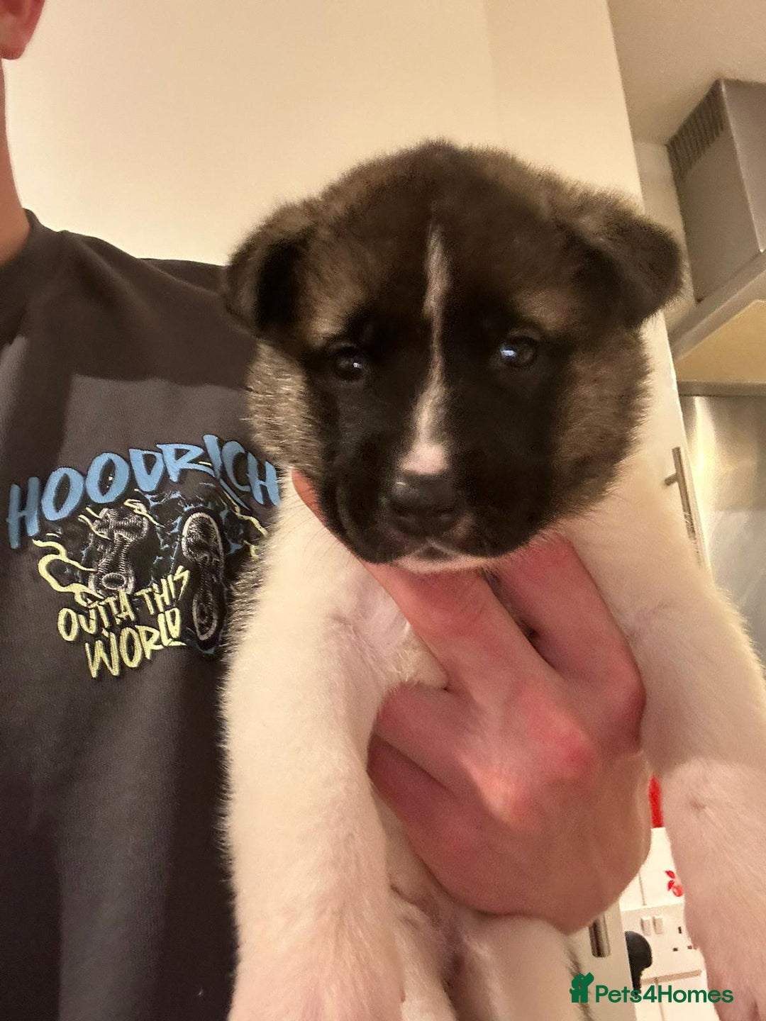 Akita dogs for sale: Beautiful puppy akita - Advert 5