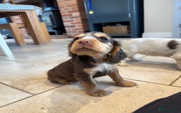 Cocker Spaniel dogs for sale: Gorgeous KC Show cocker spaniels  - Image 12