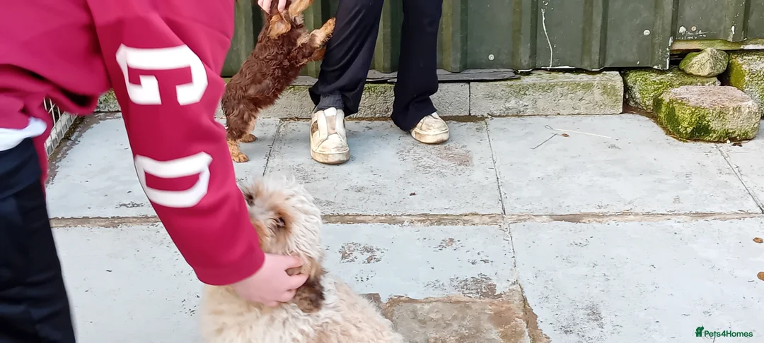 Cockapoo dogs for sale: Cockapoo pup - Advert 2