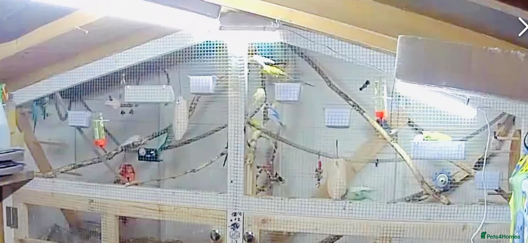 Budgerigars birds for sale: Budgies  - Advert 1