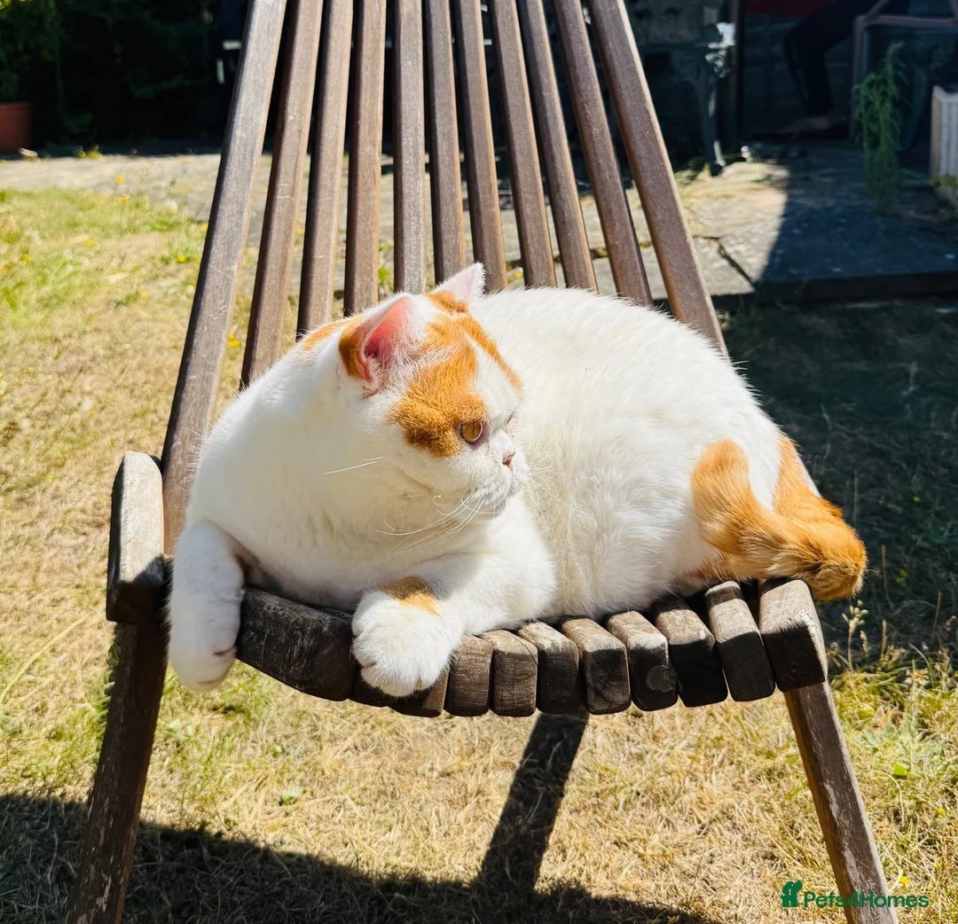 British Shorthair cats for sale: British shorthair  - Advert 2