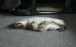 Ragdoll cats for sale: Lynx fluffballs  - Image 12