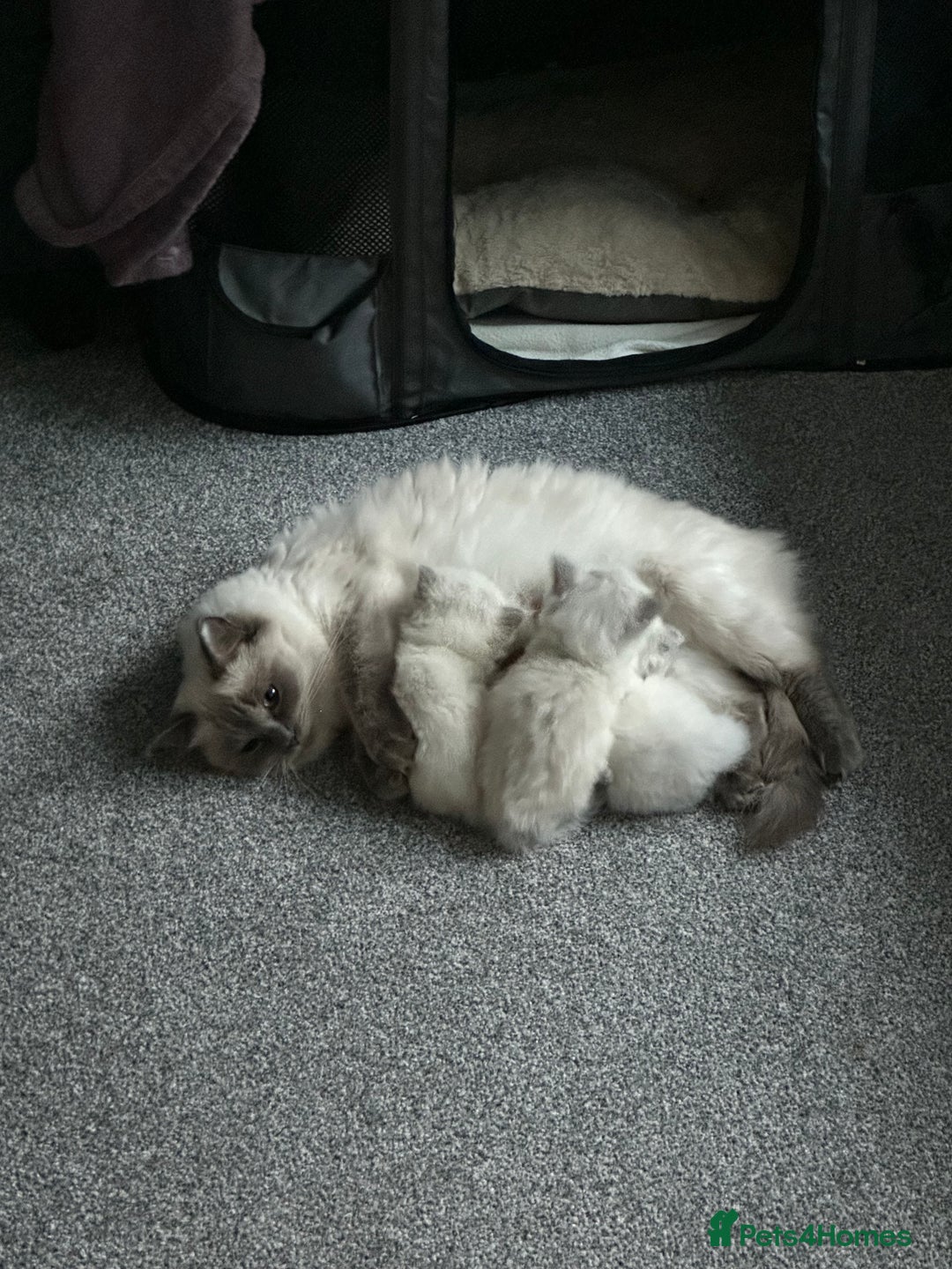Ragdoll cats for sale: Lynx fluffballs  - Image 12