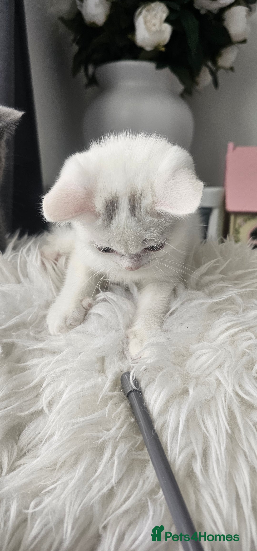 Scottish Fold cats for sale:  Beautiful Scottish Fold Kittens × 2 Males - Image 11