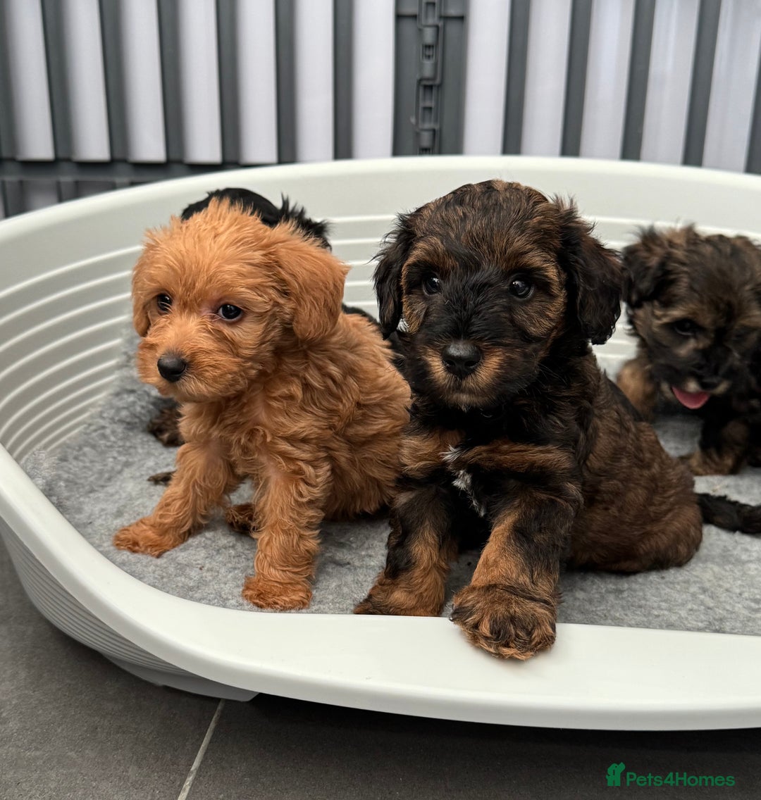 Schnoodle dogs for sale: F1 Puppy schnoodles - Image 11