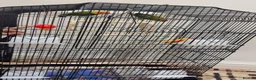 Cockatiels birds for sale: Parrot in Harrow - Advert 3